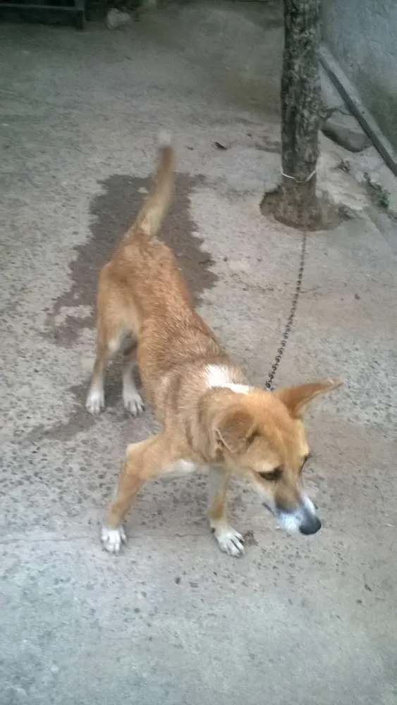 Cachorro raça mestiça  idade 7 a 11 meses nome suzi