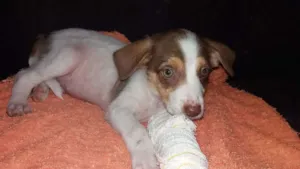 Cachorro raça Não sei  idade 2 a 6 meses nome Sem nome 