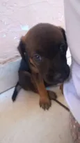 Filhotes para adoção