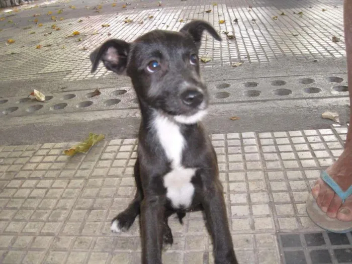 Cachorro ra a SRD idade 2 a 6 meses nome Mel e Pinguin