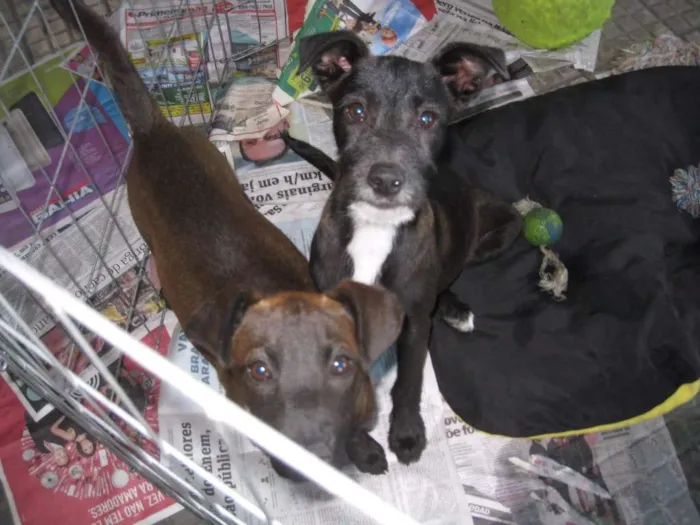 Cachorro ra a SRD idade 2 a 6 meses nome Mel e Pinguin