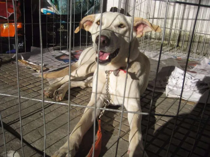 Cachorro ra a SRD idade 3 anos nome Lili