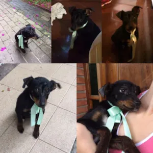 Cachorro raça Vira Lata idade 2 a 6 meses nome Sem nome