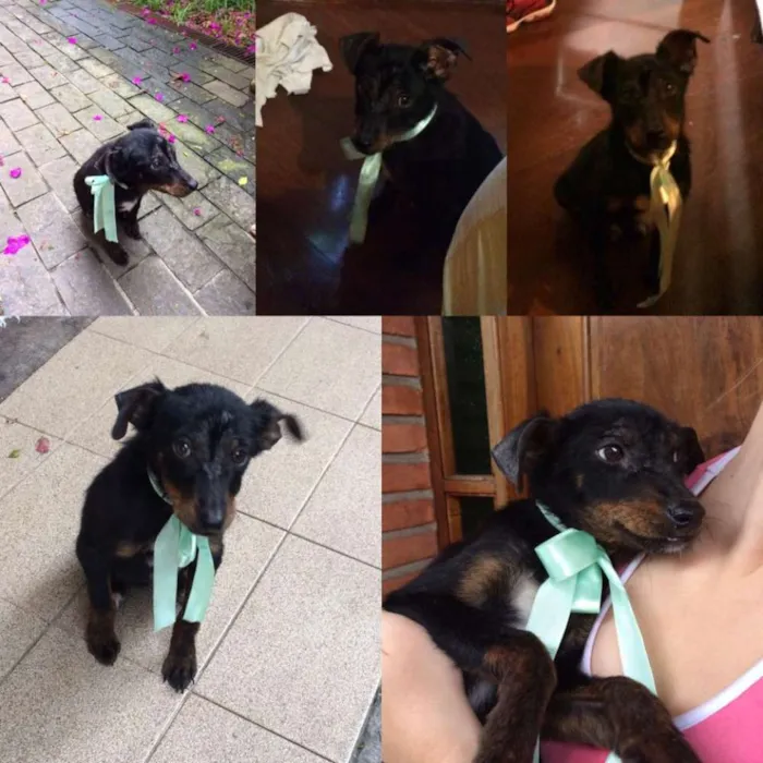Cachorro ra a Vira Lata idade 2 a 6 meses nome Sem nome