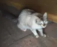 Gata mâe