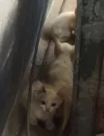 Filhote fofinha