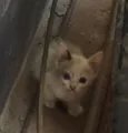 Filhote fofinha
