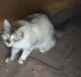 Gata mâe