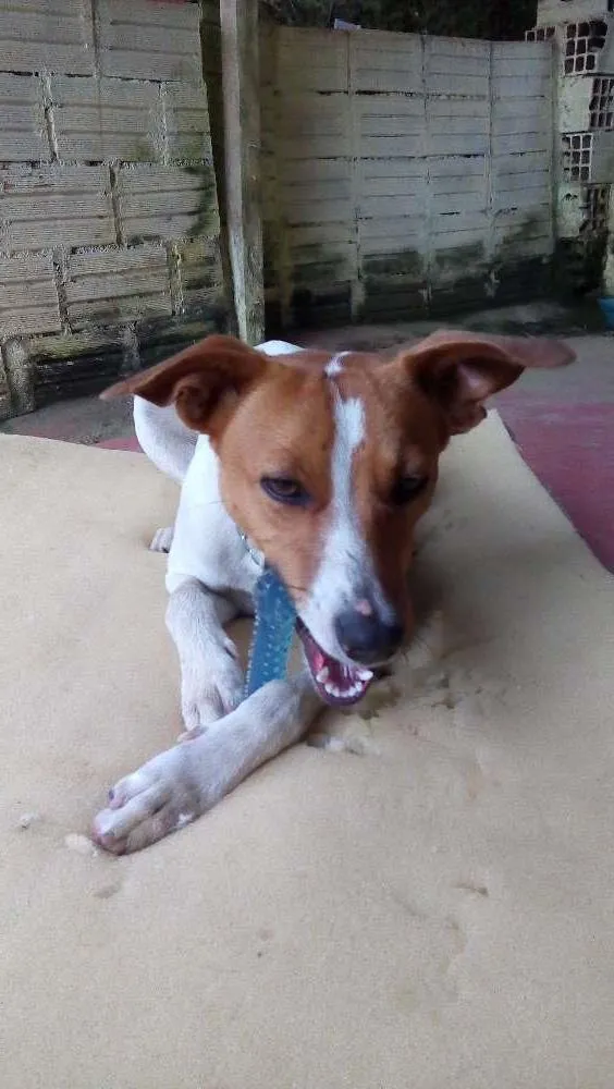Cachorro ra a SRD idade 7 a 11 meses nome Não sei