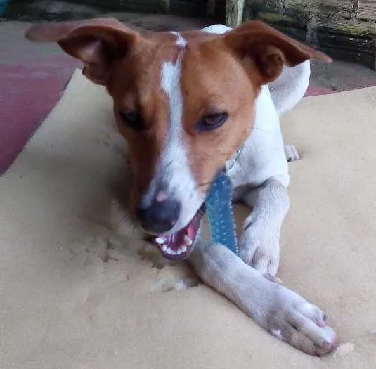 Cachorro ra a SRD idade 7 a 11 meses nome Não sei