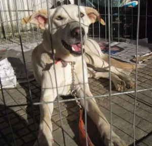 Cachorro raça SRD idade 3 anos nome Lili