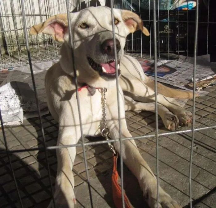 Cachorro ra a SRD idade 3 anos nome Lili