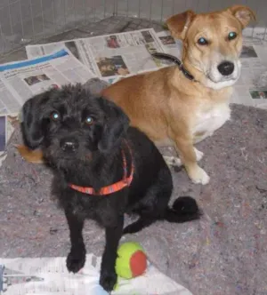 Cachorro raça SRD idade 3 anos nome Ralf e Nega