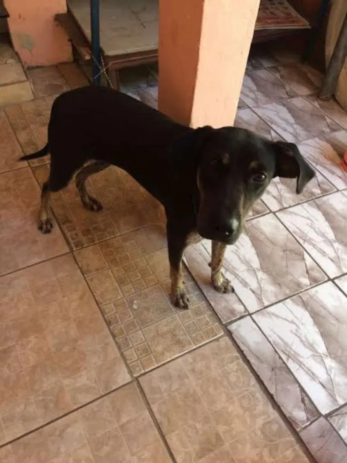 Cachorro ra a desconhecida idade 7 a 11 meses nome TOIA