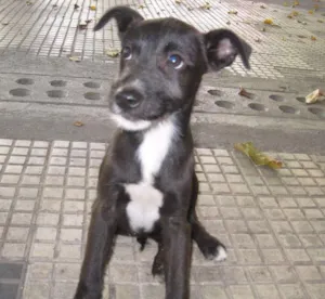 Cachorro raça SRD idade 2 a 6 meses nome Mel e Pinguin