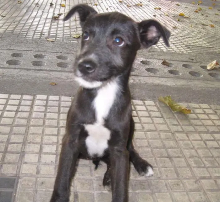 Cachorro ra a SRD idade 2 a 6 meses nome Mel e Pinguin