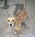 suzi