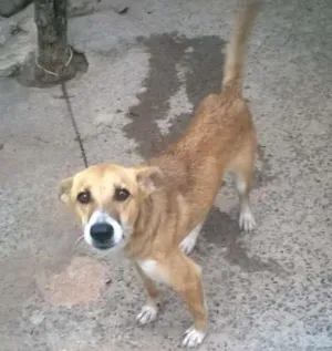 Cachorro raça mestiça  idade 7 a 11 meses nome suzi