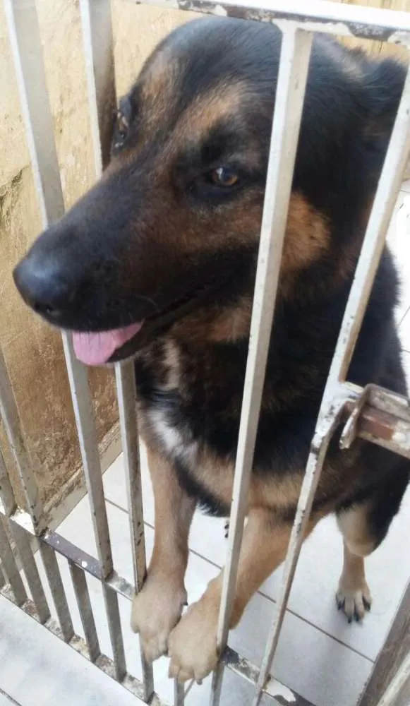Cachorro ra a Pastor Alemão idade 5 anos nome Max