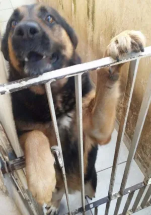 Cachorro raça Pastor Alemão idade 5 anos nome Max