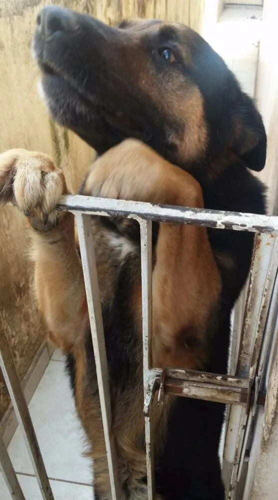 Cachorro ra a Pastor Alemão idade 5 anos nome Max