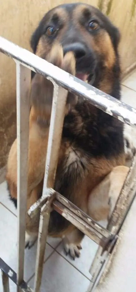 Cachorro ra a Pastor Alemão idade 5 anos nome Max
