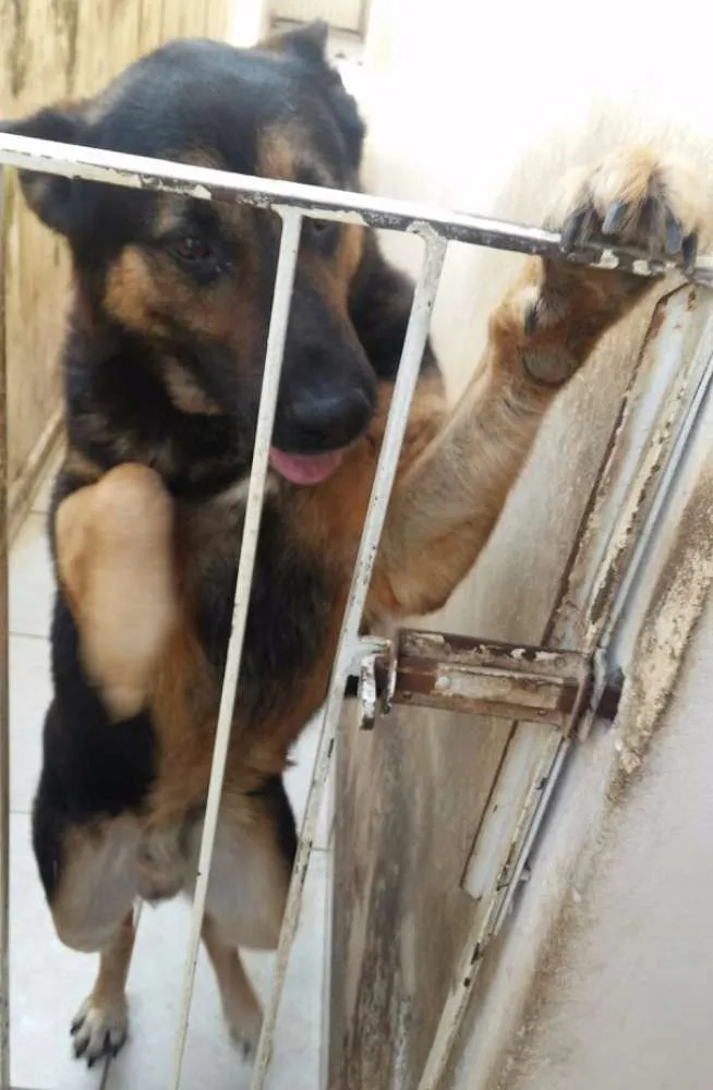 Cachorro ra a Pastor Alemão idade 5 anos nome Max