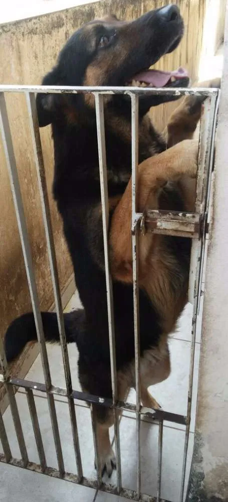 Cachorro ra a Pastor Alemão idade 5 anos nome Max