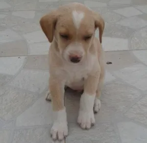 Cachorro raça mistura idade Abaixo de 2 meses nome sem