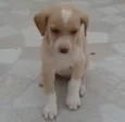 sem