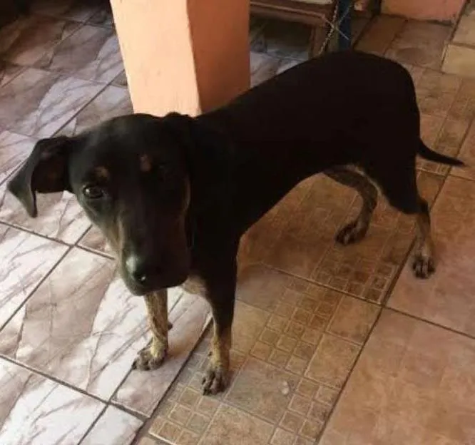 Cachorro ra a desconhecida idade 7 a 11 meses nome TOIA