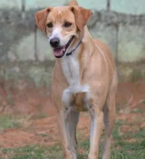 Cachorro raça SRD idade 3 anos nome ENZO, Fofura Totalll