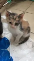 piticos 