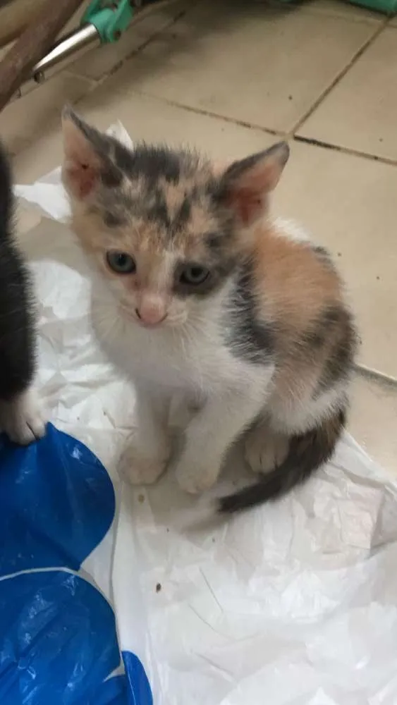 Gato ra a srd idade 2 a 6 meses nome piticos 