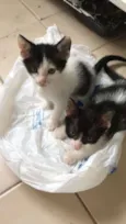 piticos 
