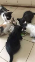 piticos 