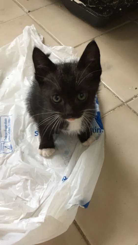 Gato ra a srd idade 2 a 6 meses nome piticos 