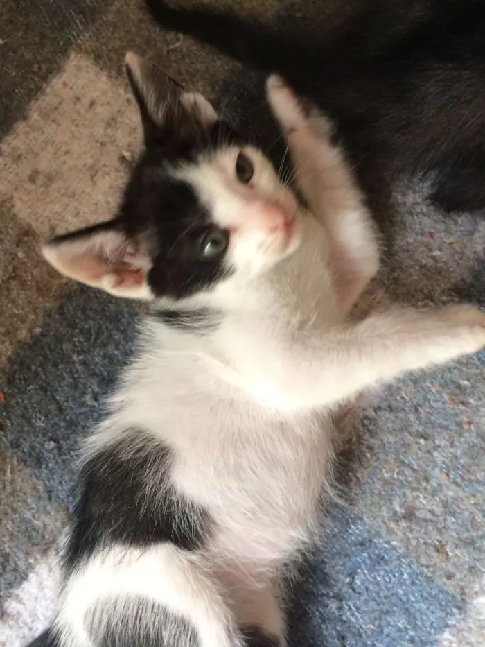 Gato ra a srd idade 2 a 6 meses nome piticos 