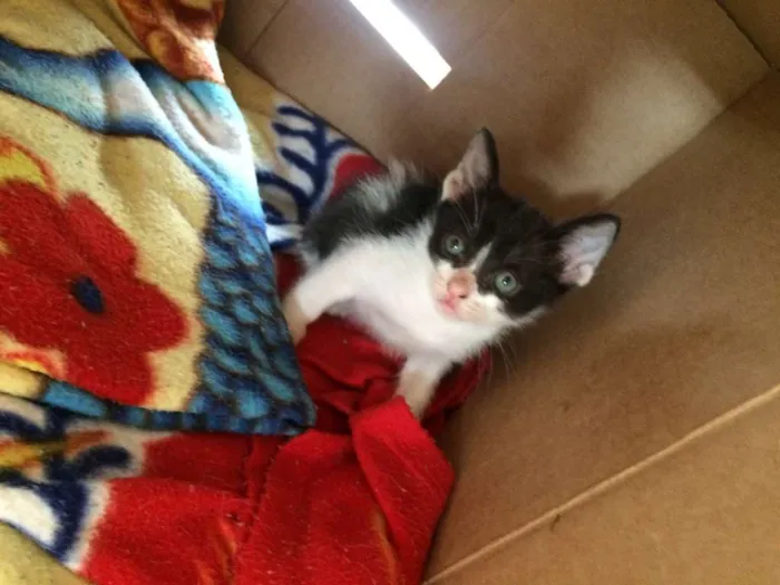 Gato ra a srd idade 2 a 6 meses nome piticos 