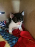 piticos 
