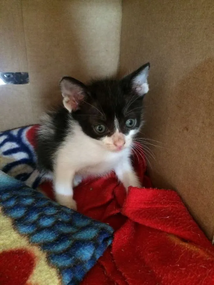 Gato ra a srd idade 2 a 6 meses nome piticos 