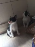 piticos 