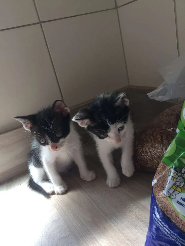 Gato ra a srd idade 2 a 6 meses nome piticos 