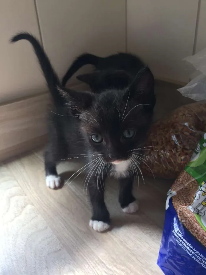 Gato ra a srd idade 2 a 6 meses nome piticos 