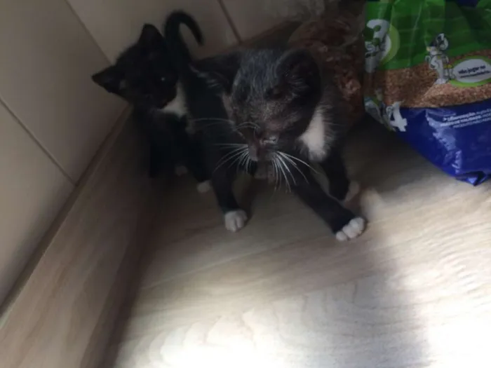 Gato ra a srd idade 2 a 6 meses nome piticos 