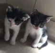 piticos 