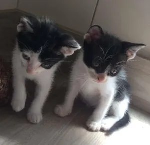 Gato raça srd idade 2 a 6 meses nome piticos 