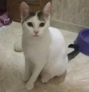 Gato raça SRD idade 2 a 6 meses nome MENININHA