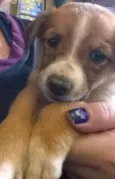 Penny