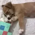 Penny